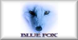 Blue Fox